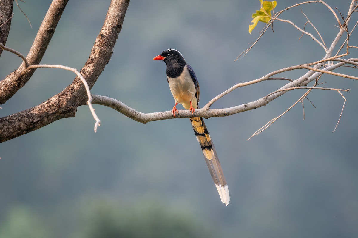 Urraca Piquirroja - ML645437661