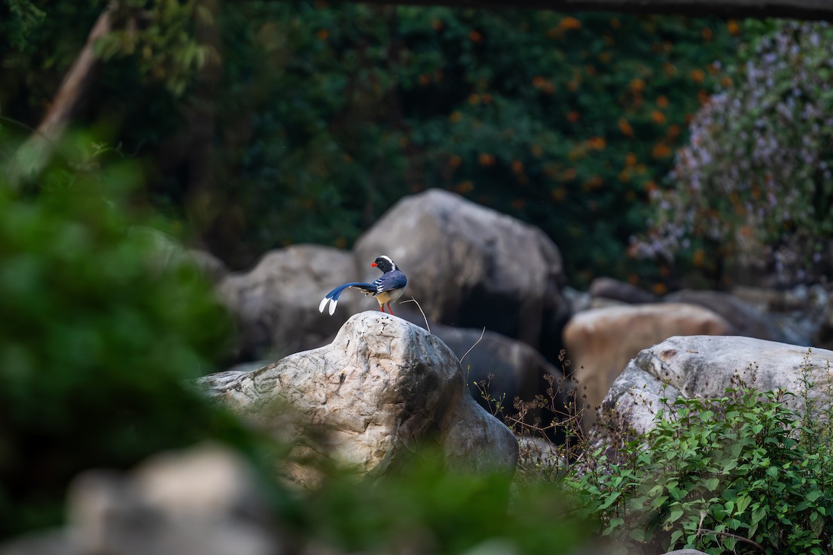 Urraca Piquirroja - ML645437662