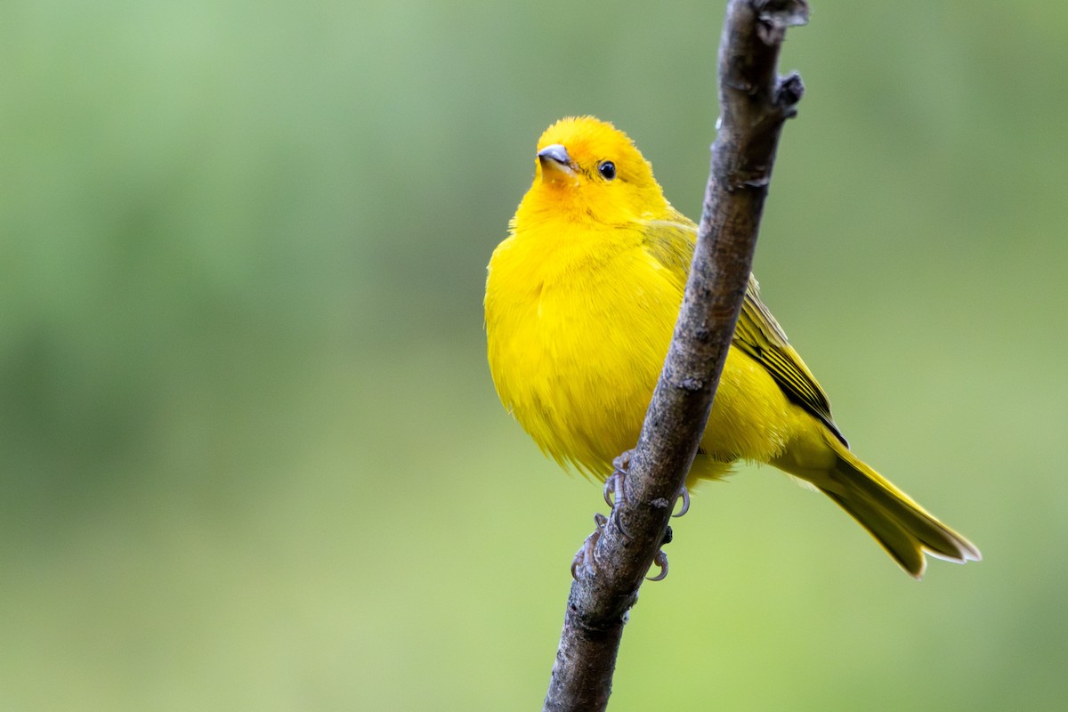 Chirigüe Azafranado - ML645437663