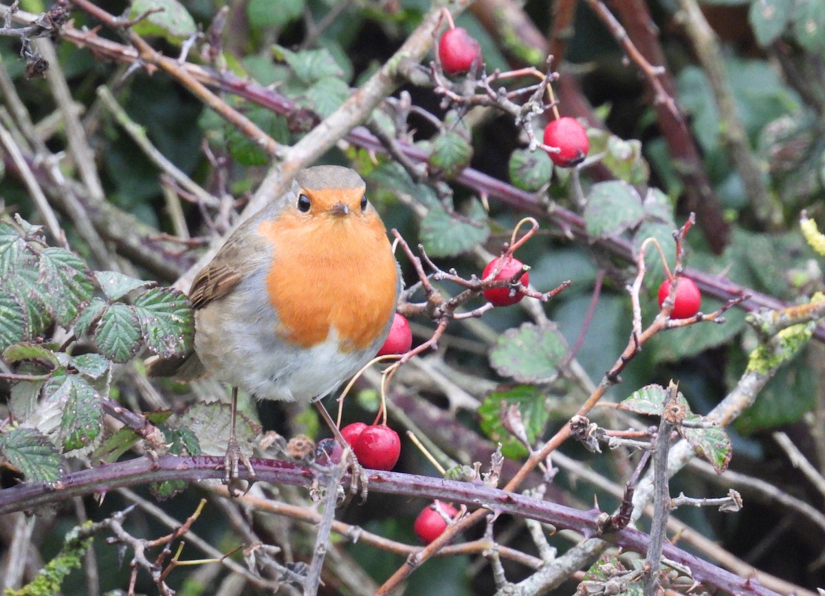 European Robin - ML645437666