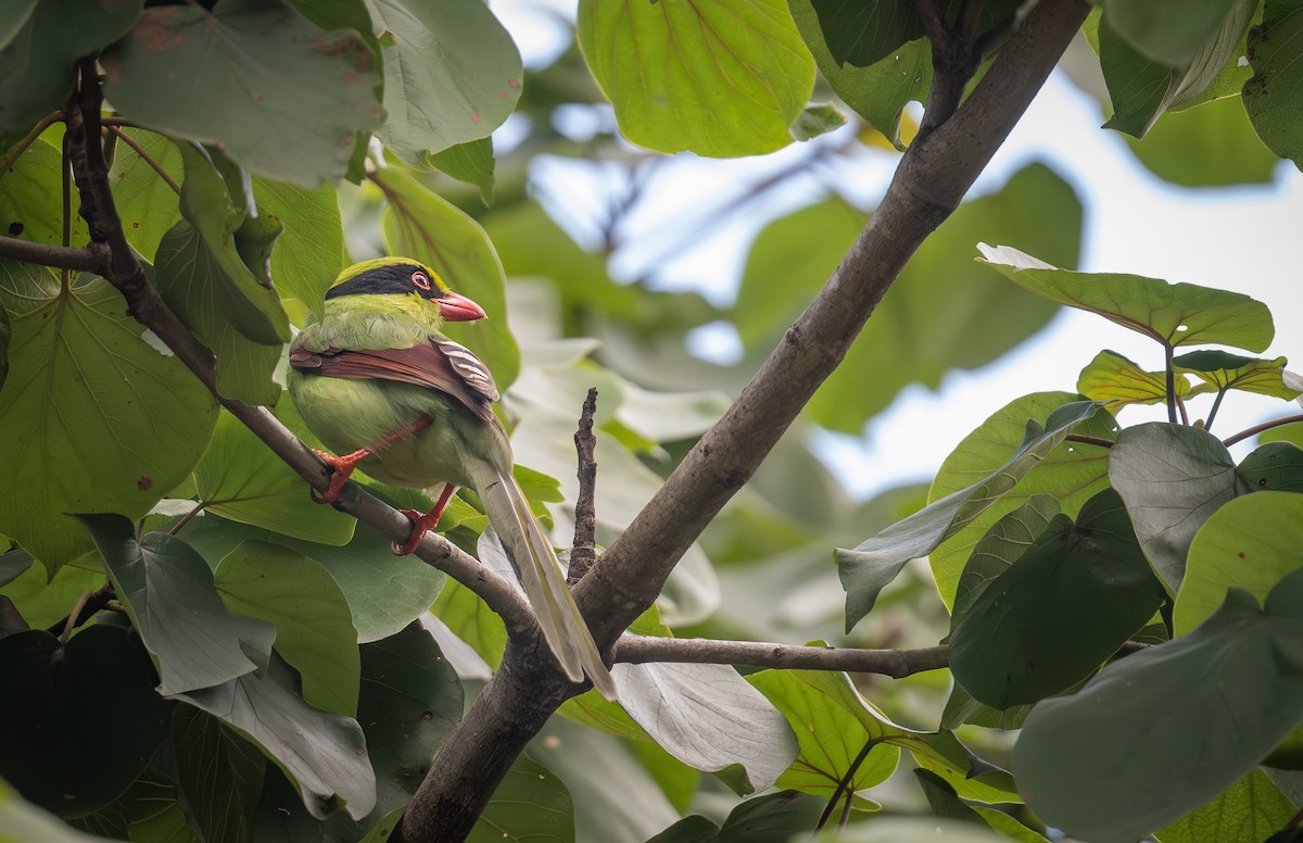 Common Green-Magpie - ML645437667