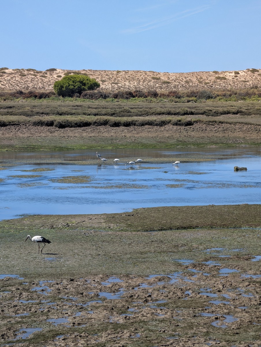 White Stork - ML645437668