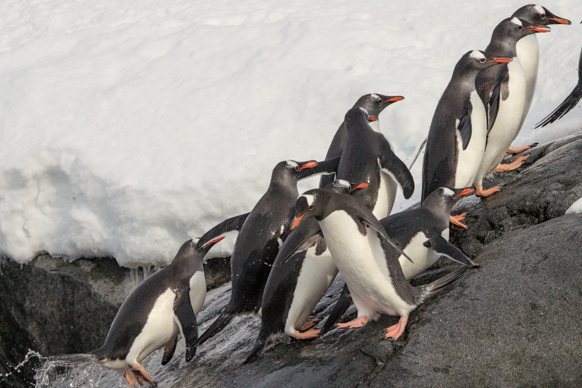 Gentoo Penguin - ML645437670