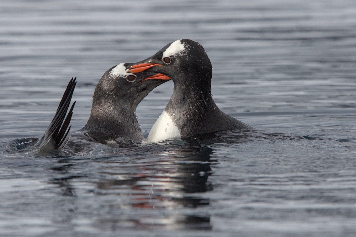 Gentoo Penguin - ML645437672