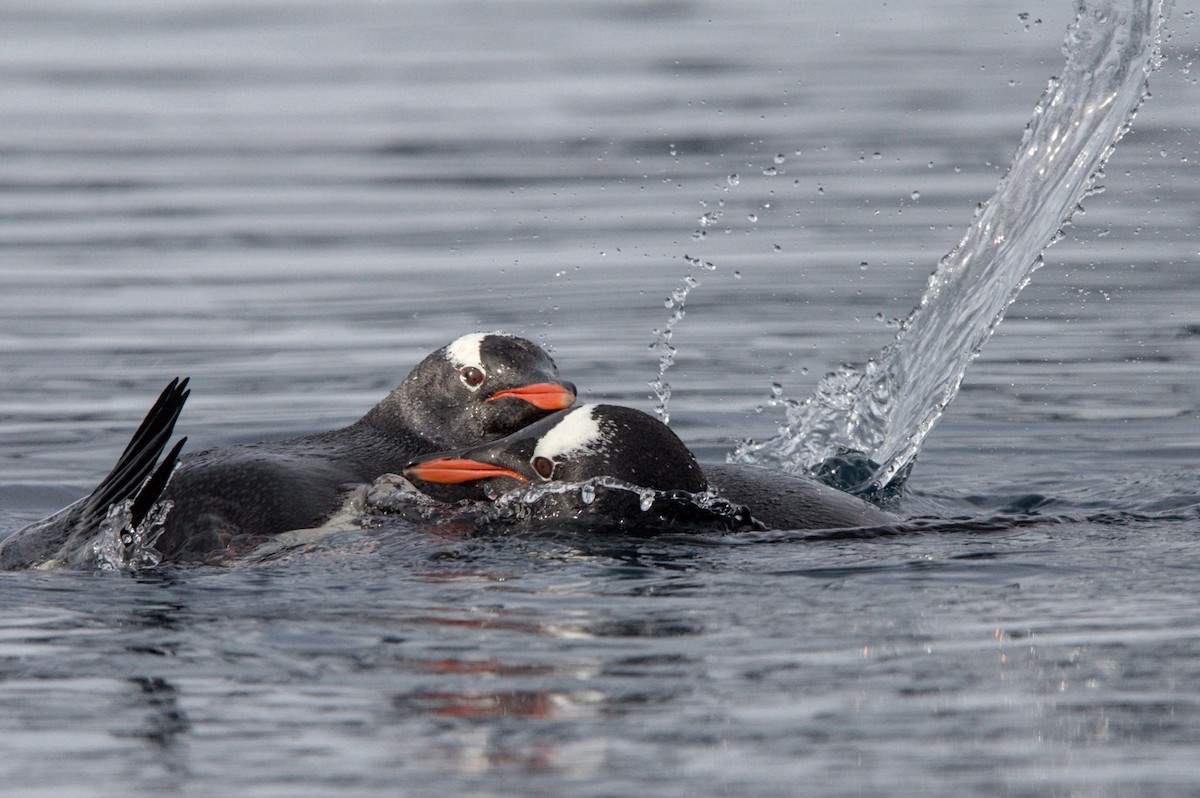 Gentoo Penguin - ML645437673