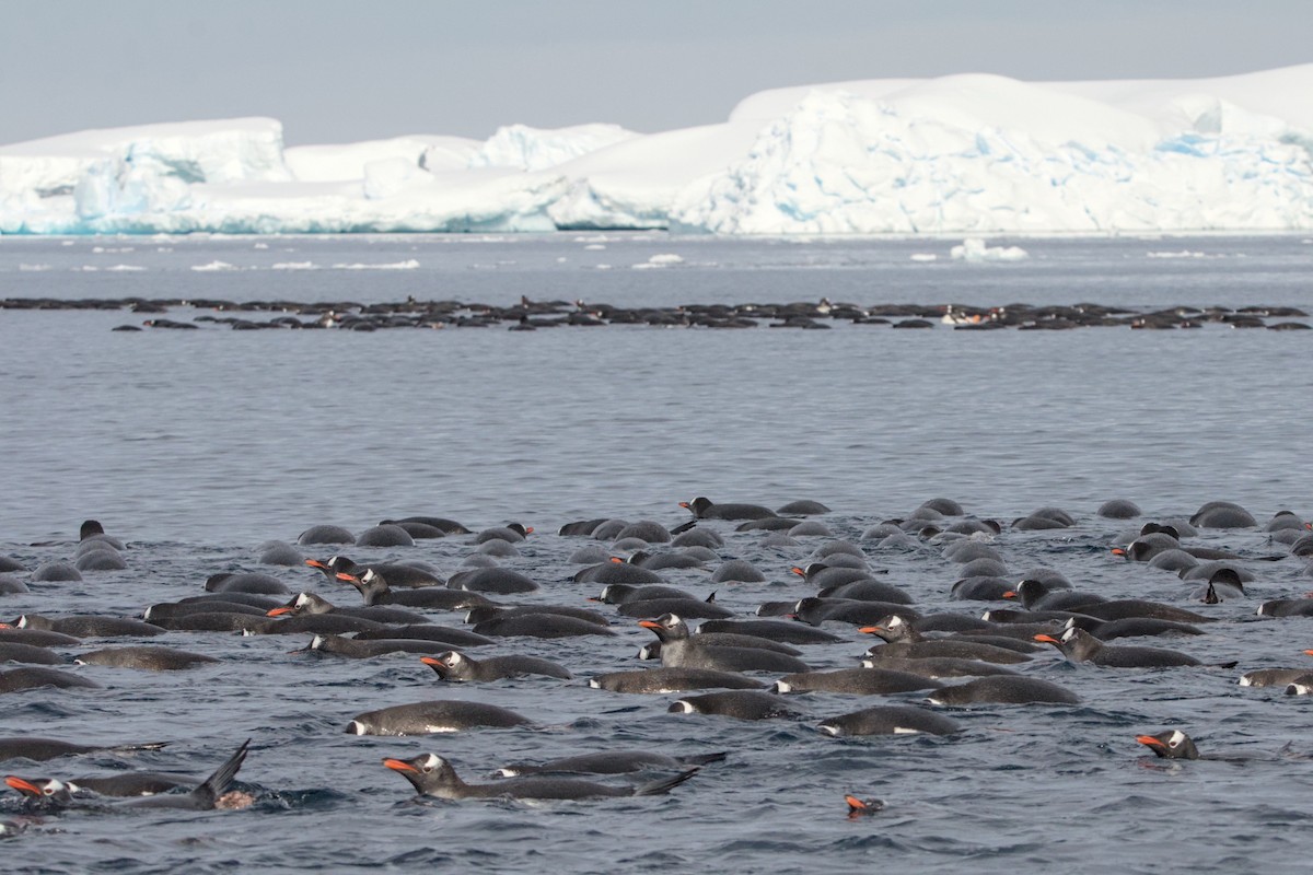 Gentoo Penguin - ML645437675