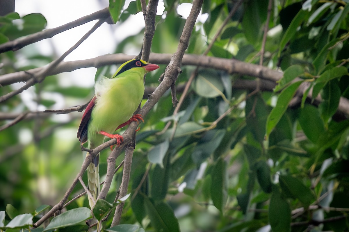 Common Green-Magpie - ML645437676