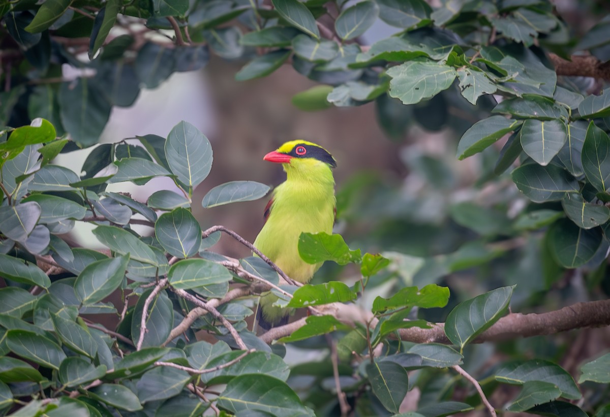 Common Green-Magpie - ML645437677