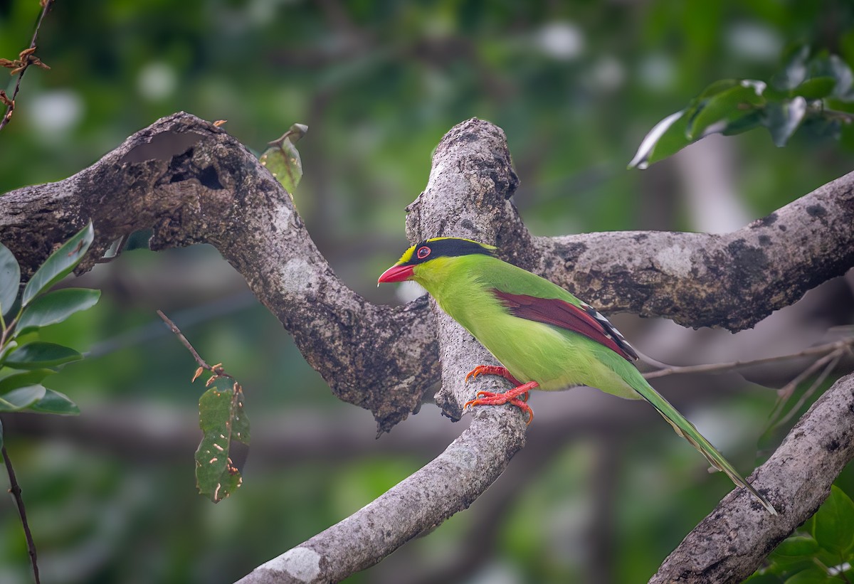 Common Green-Magpie - ML645437678