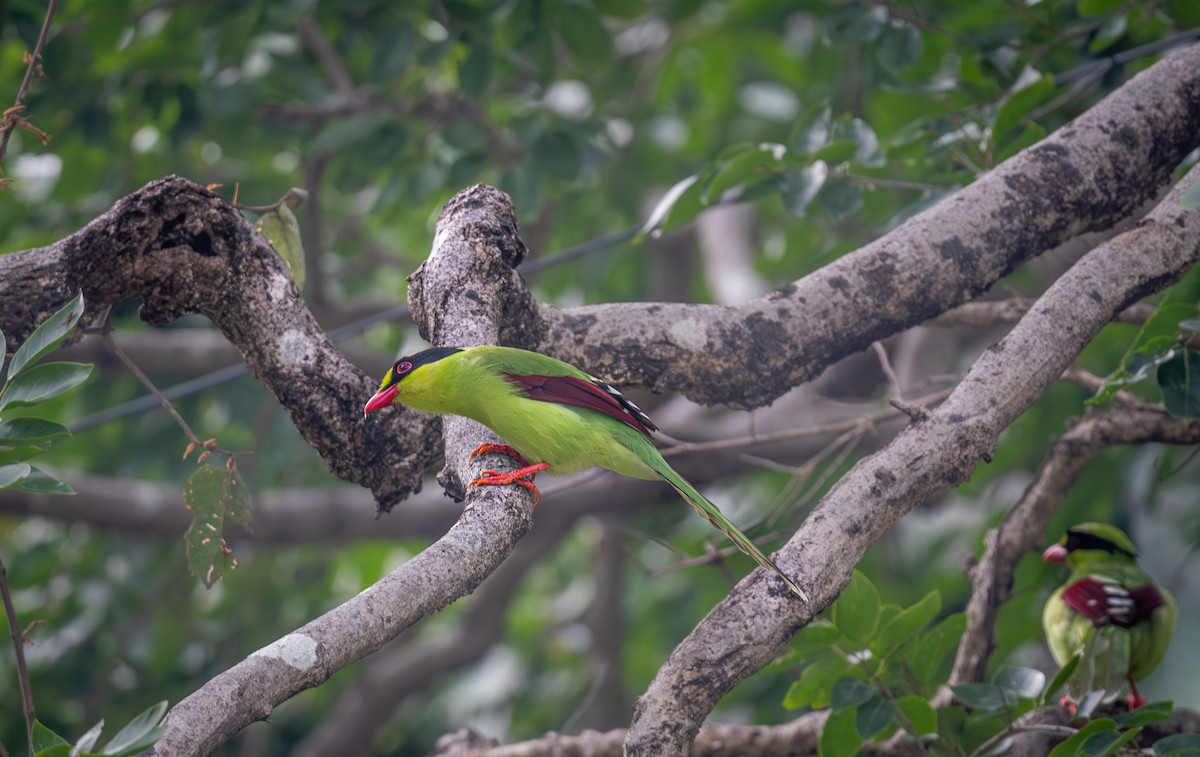 Common Green-Magpie - ML645437679
