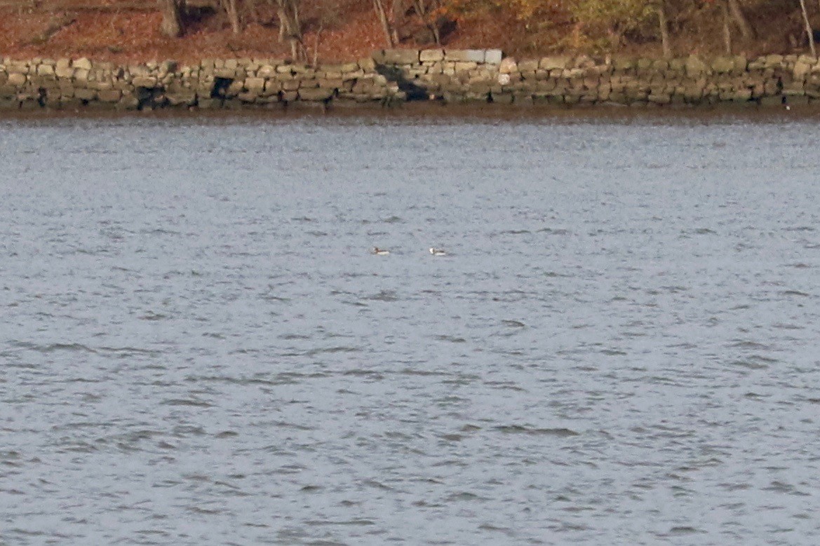 Long-tailed Duck - ML645437680