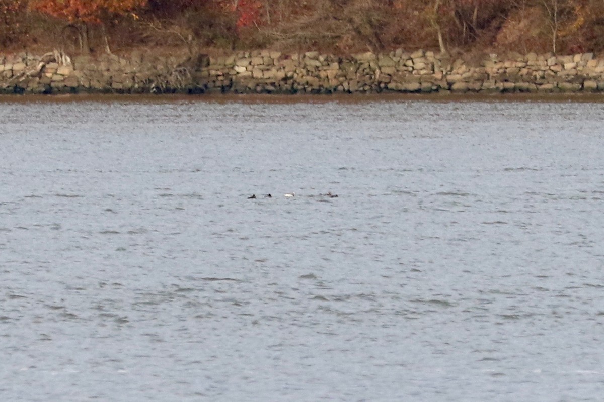 White-winged Scoter - ML645437681