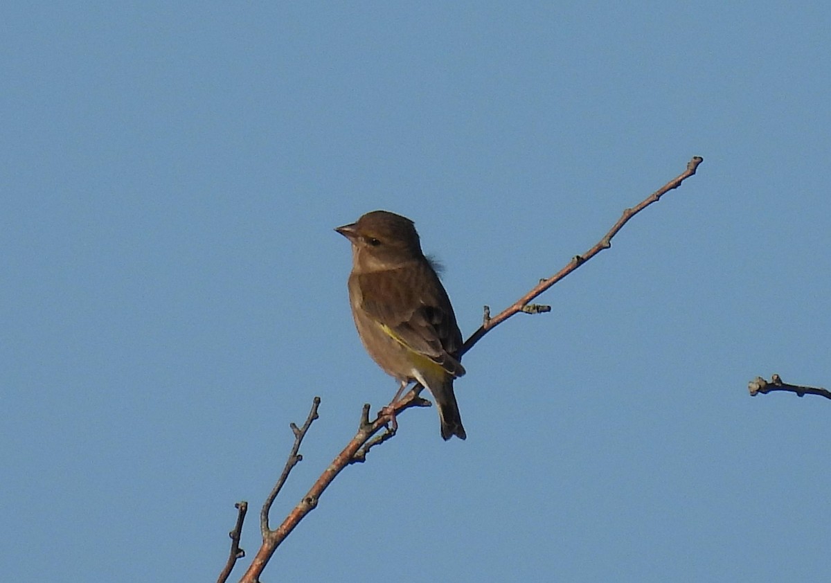 grønnfink - ML645437719