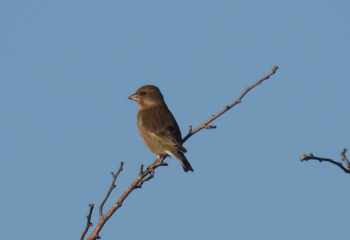 grønnfink - ML645437720