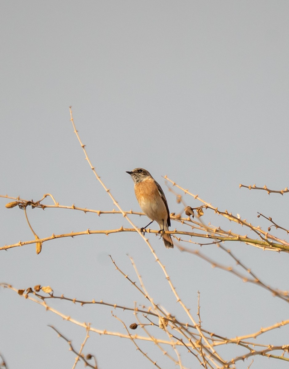 svartstrupe/russesvartstrupe - ML645437721