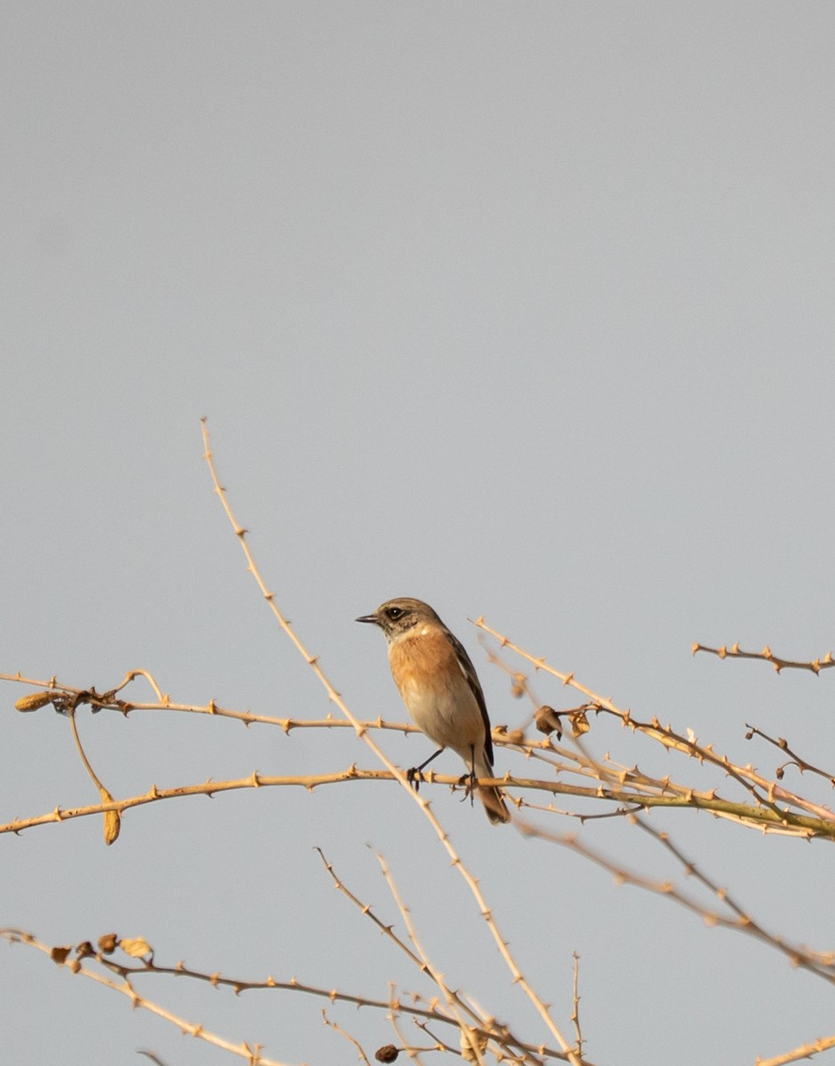 svartstrupe/russesvartstrupe - ML645437722