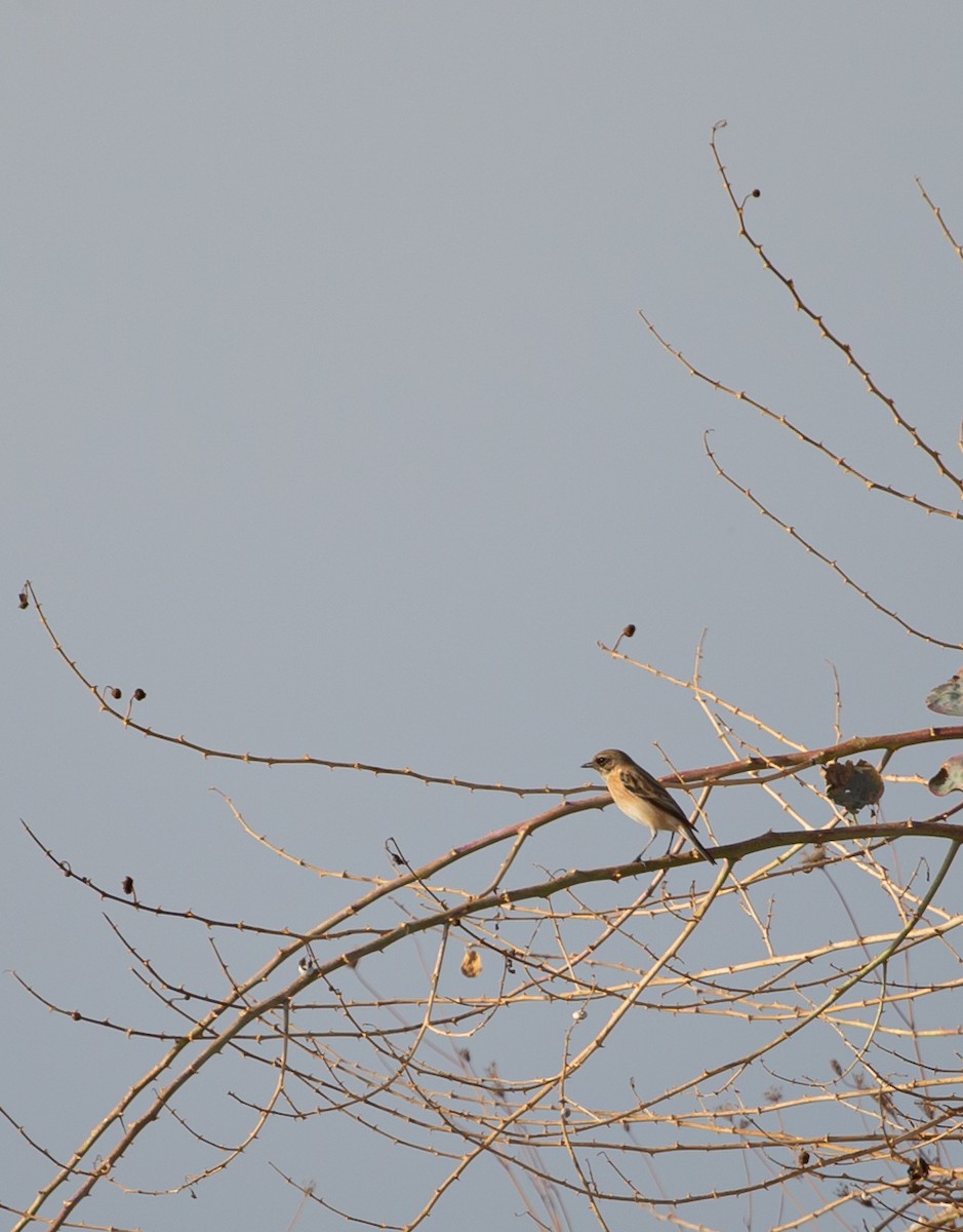 svartstrupe/russesvartstrupe - ML645437723