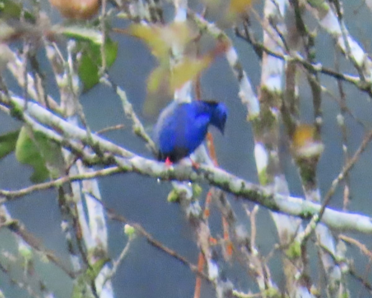 rødbeinhonningkryper - ML645437724