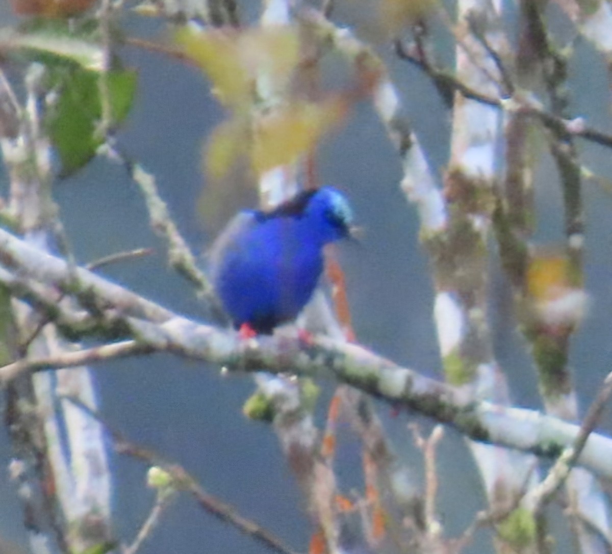 rødbeinhonningkryper - ML645437725