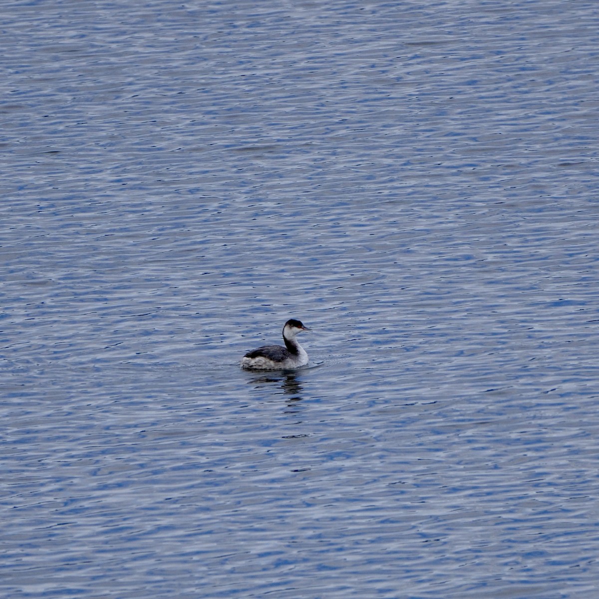 horndykker - ML645437726