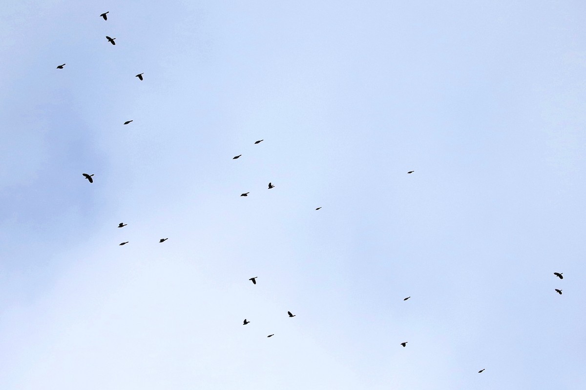 glanstrupial - ML645437728