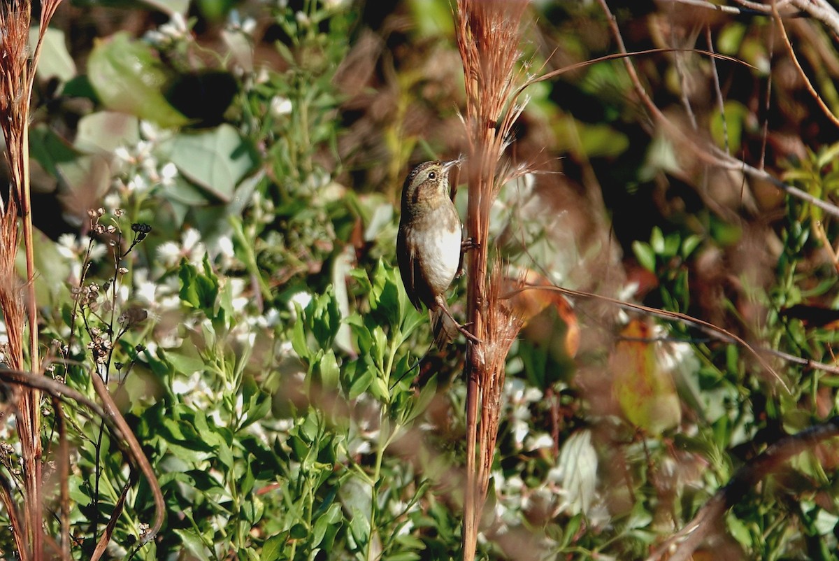 sumpspurv - ML645437730