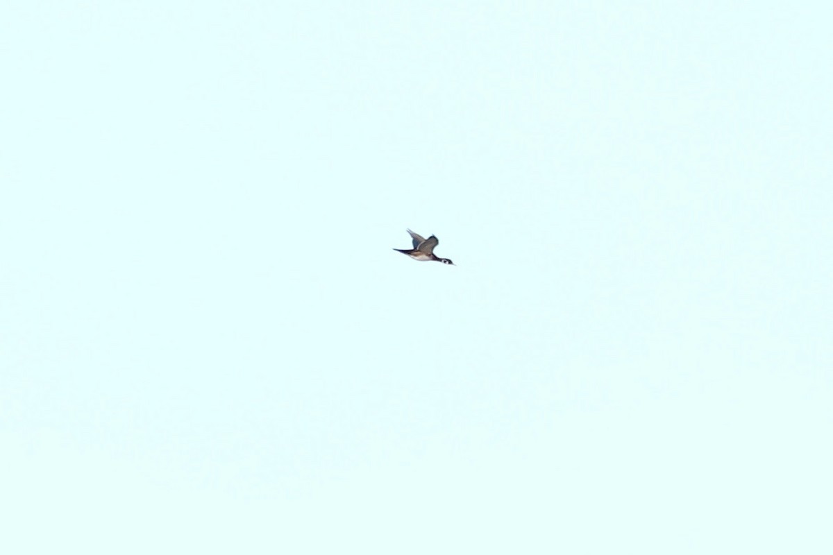 brudeand - ML645437731