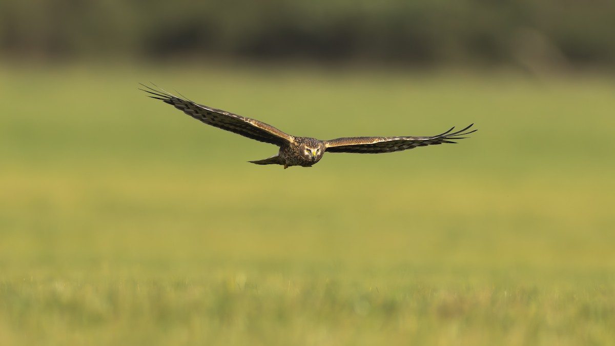 myrhauk - ML645437734