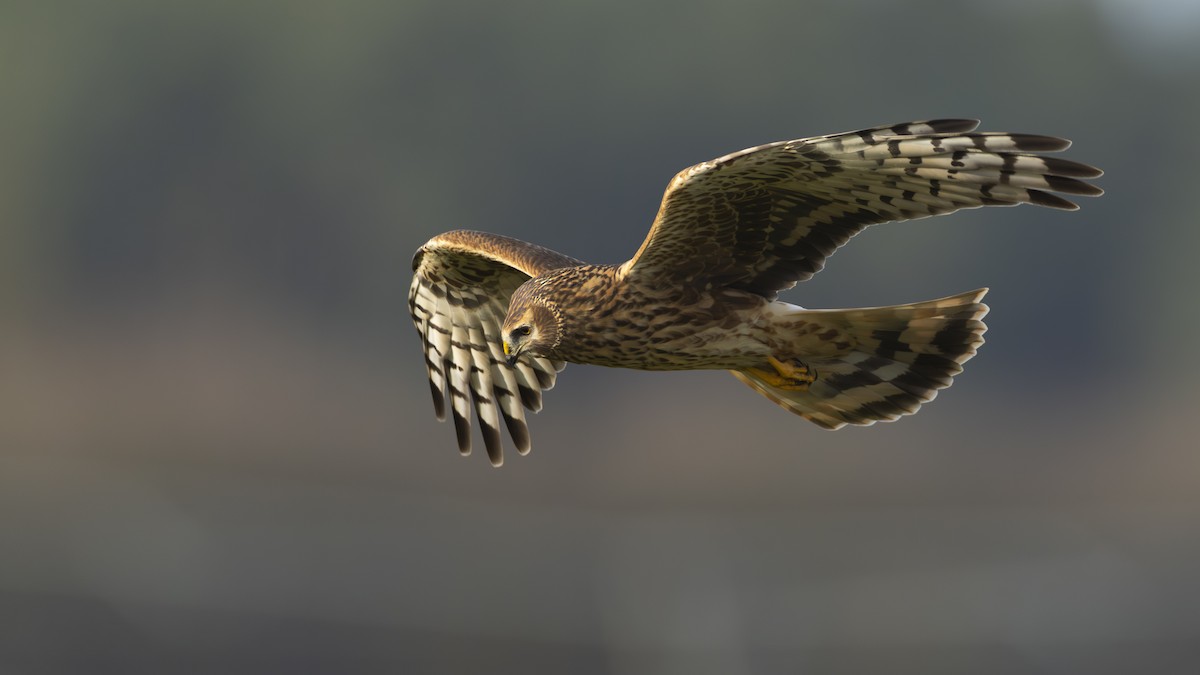 myrhauk - ML645437735