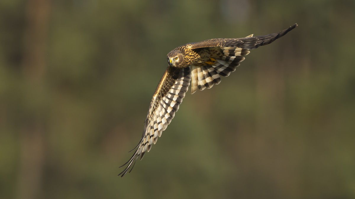 myrhauk - ML645437736