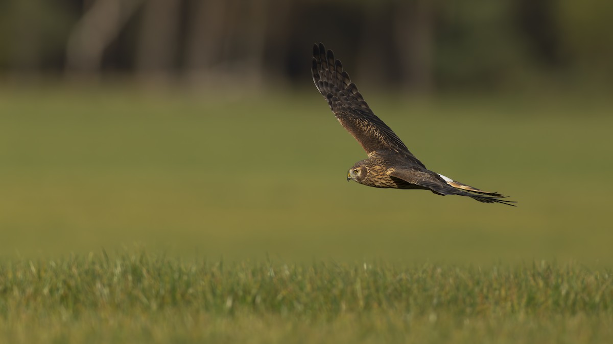 myrhauk - ML645437737