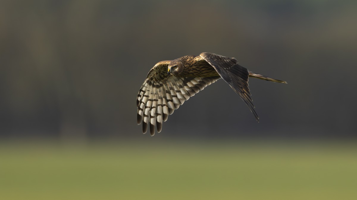 myrhauk - ML645437738