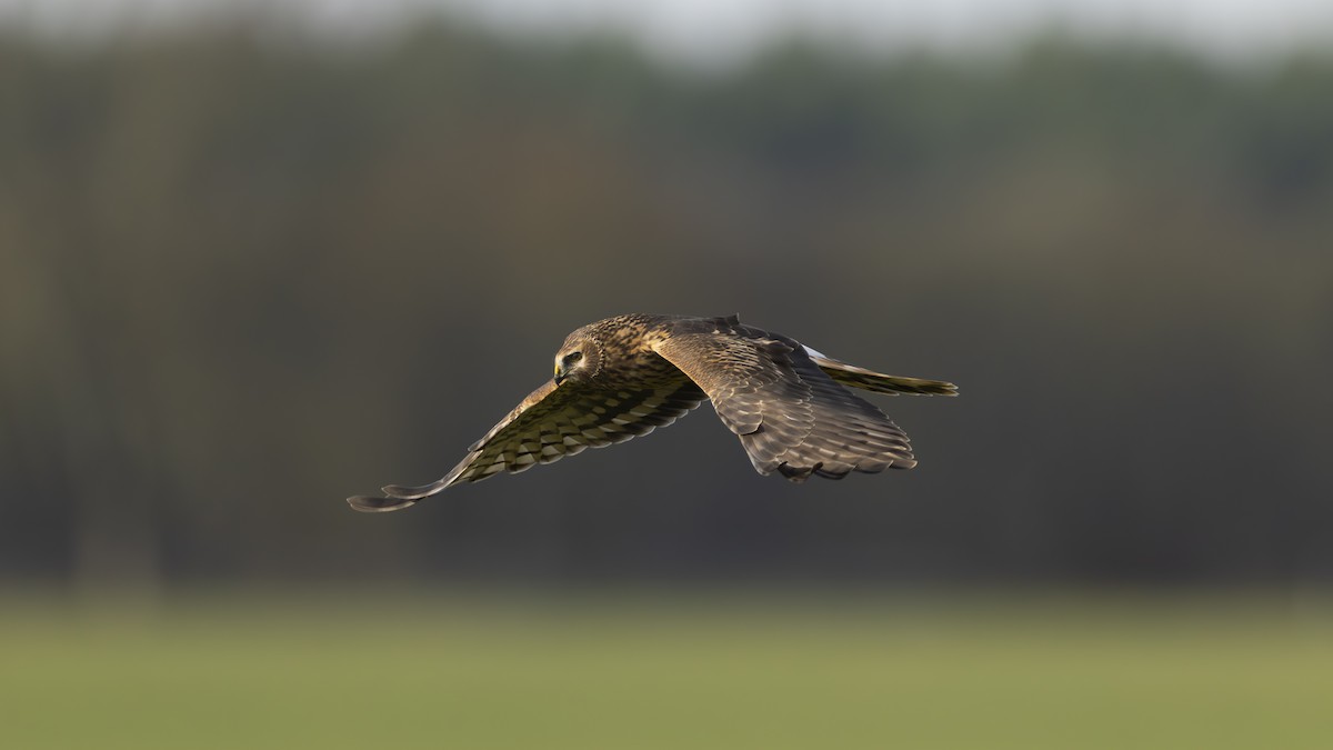 myrhauk - ML645437739