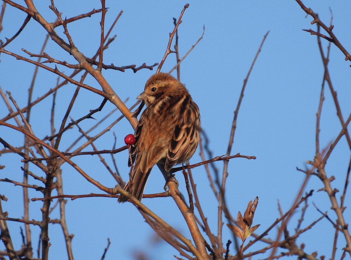 sivspurv - ML645437742