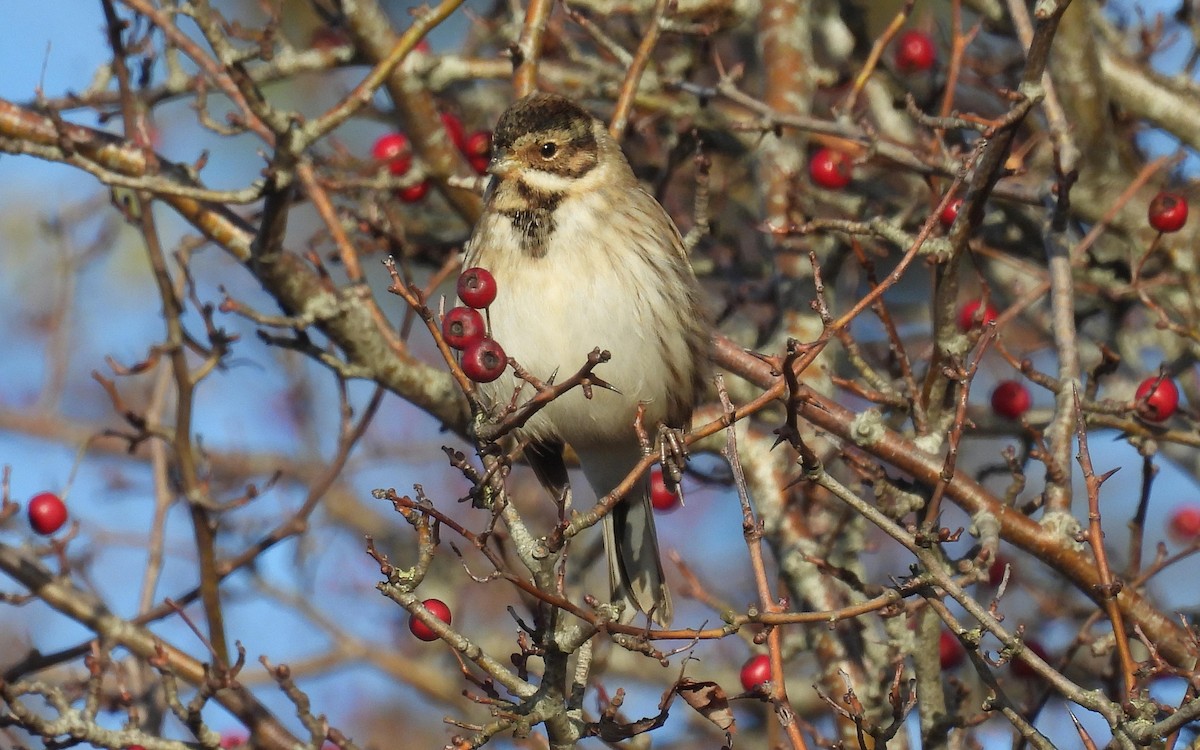 sivspurv - ML645437743