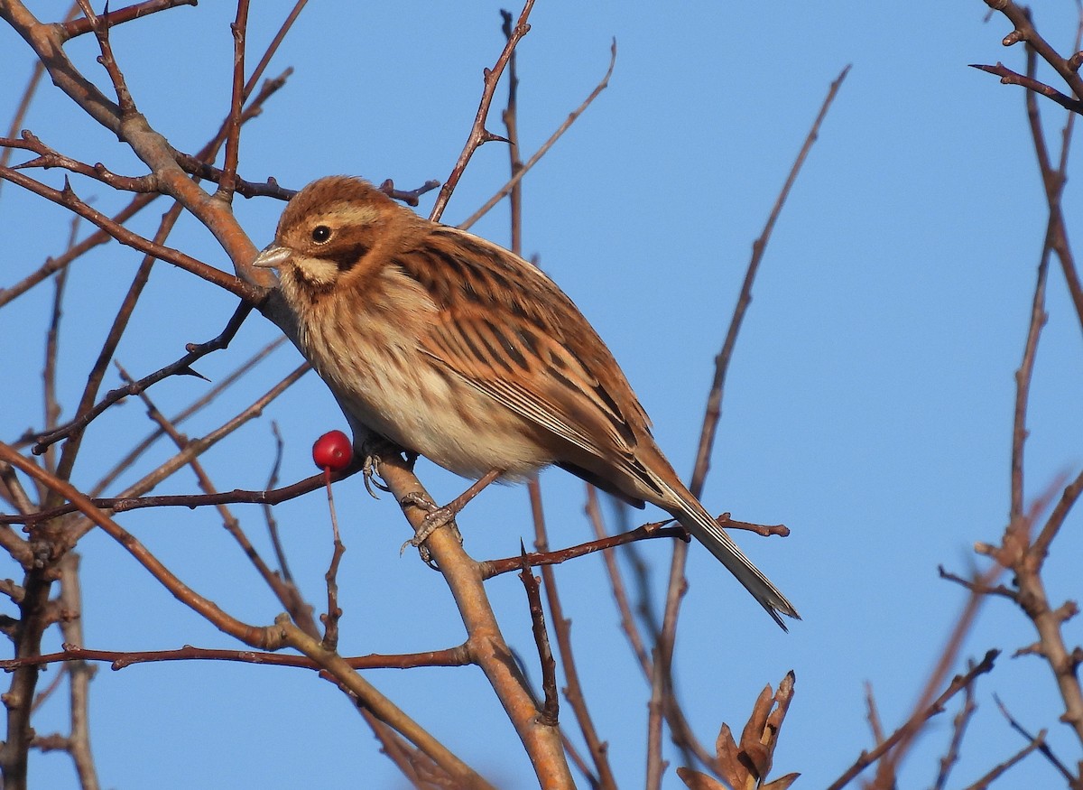 sivspurv - ML645437744