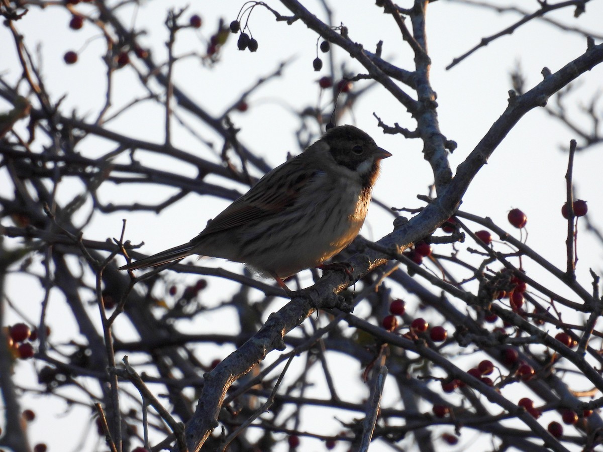 sivspurv - ML645437745