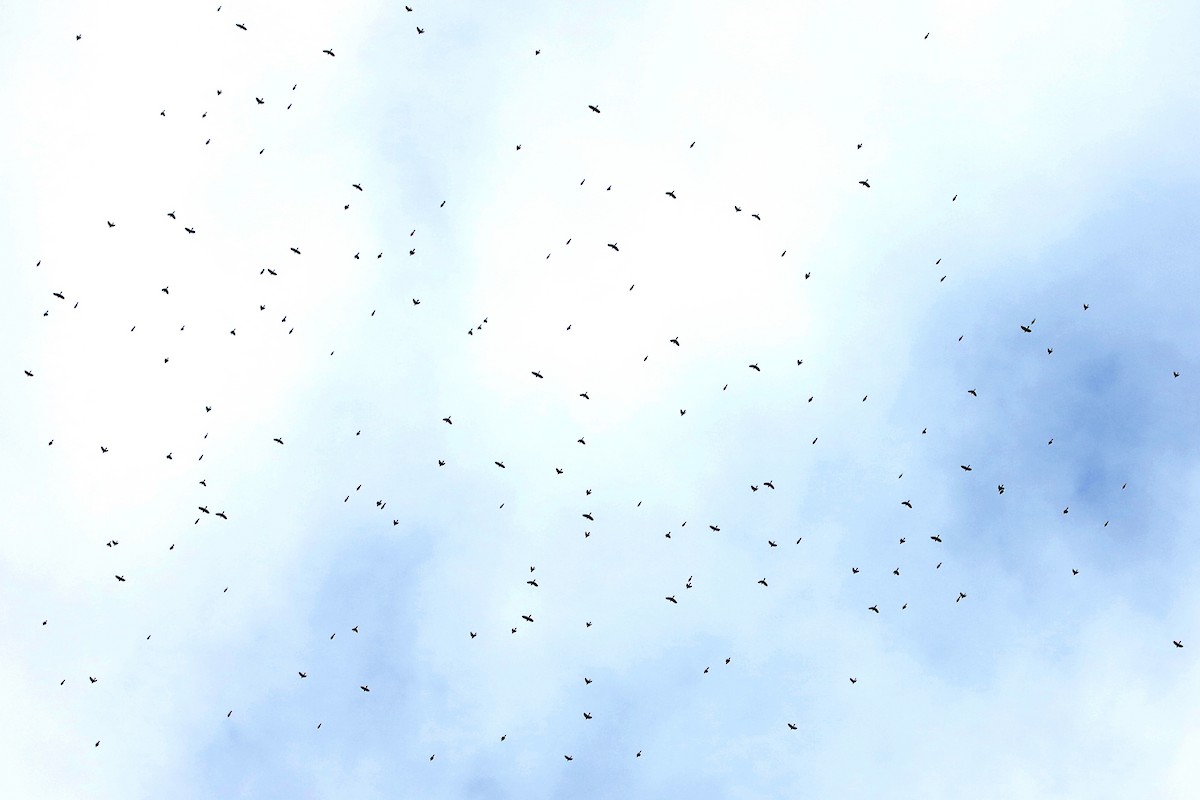 glanstrupial - ML645437753