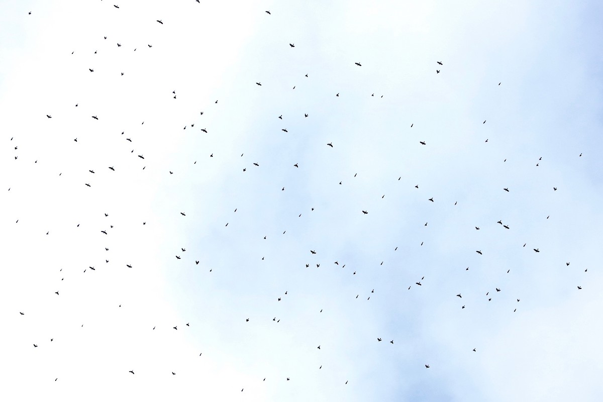 glanstrupial - ML645437754