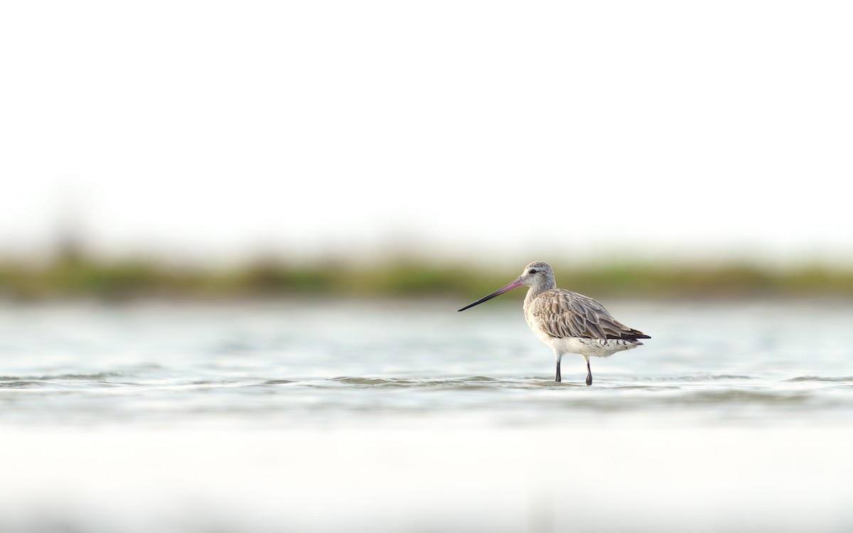 lappspove - ML645437755