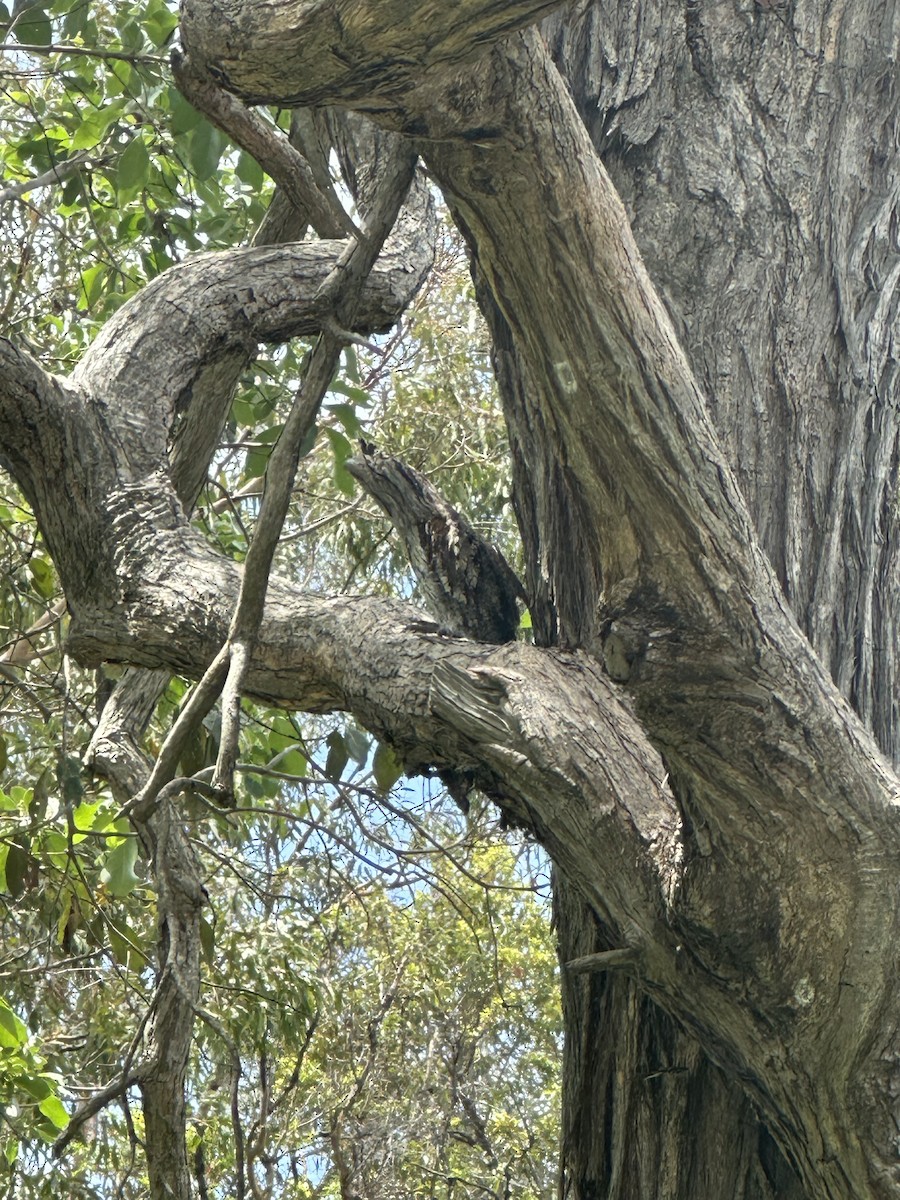 uglefroskemunn - ML645437756