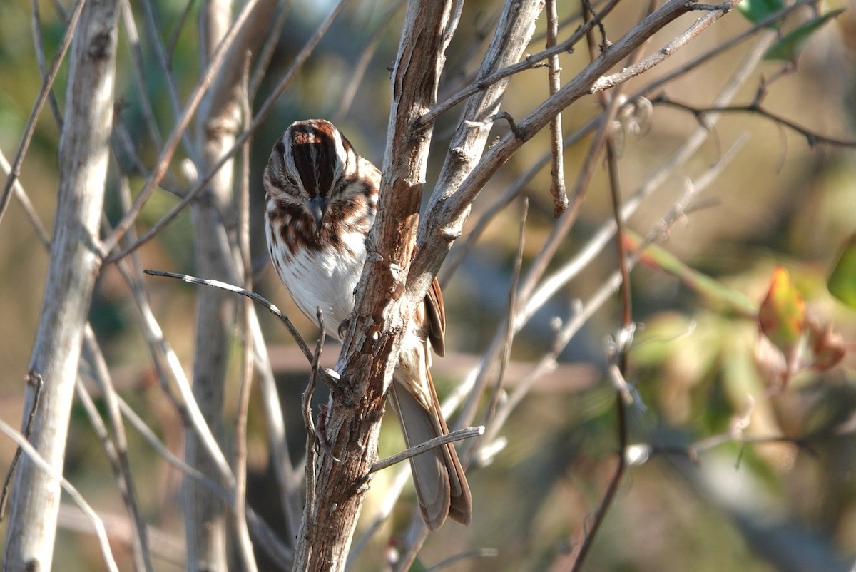 sangspurv - ML645437757