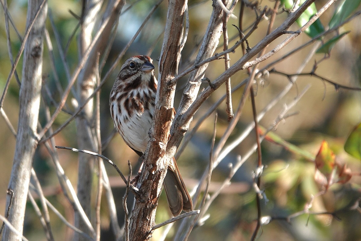 sangspurv - ML645437758