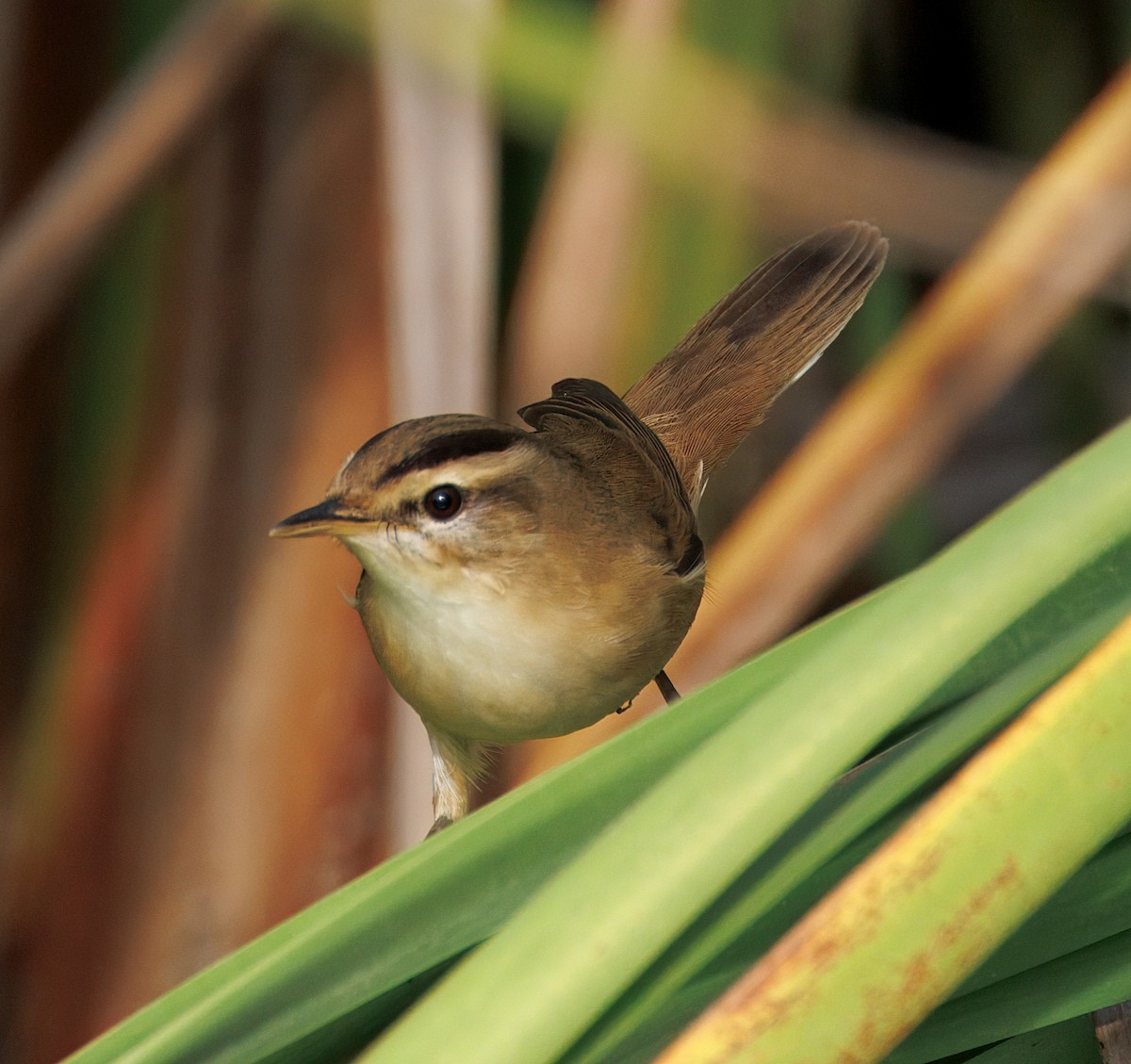 קנית שחורת-גבה - ML645437763