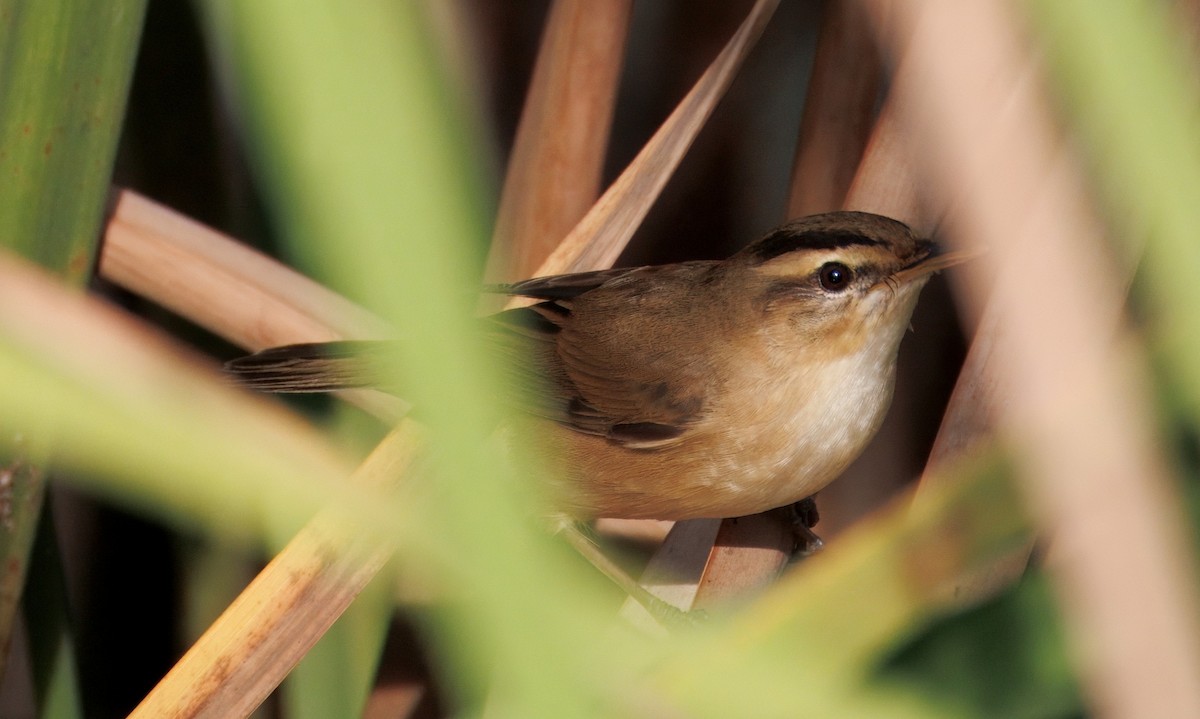 קנית שחורת-גבה - ML645437764