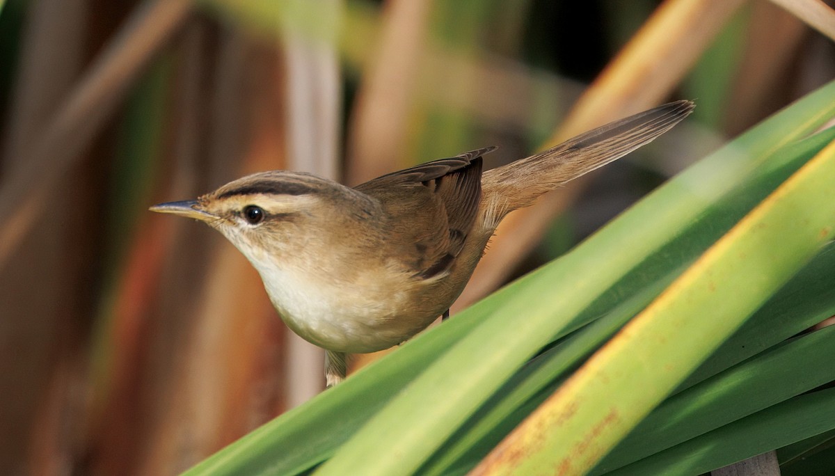 קנית שחורת-גבה - ML645437765