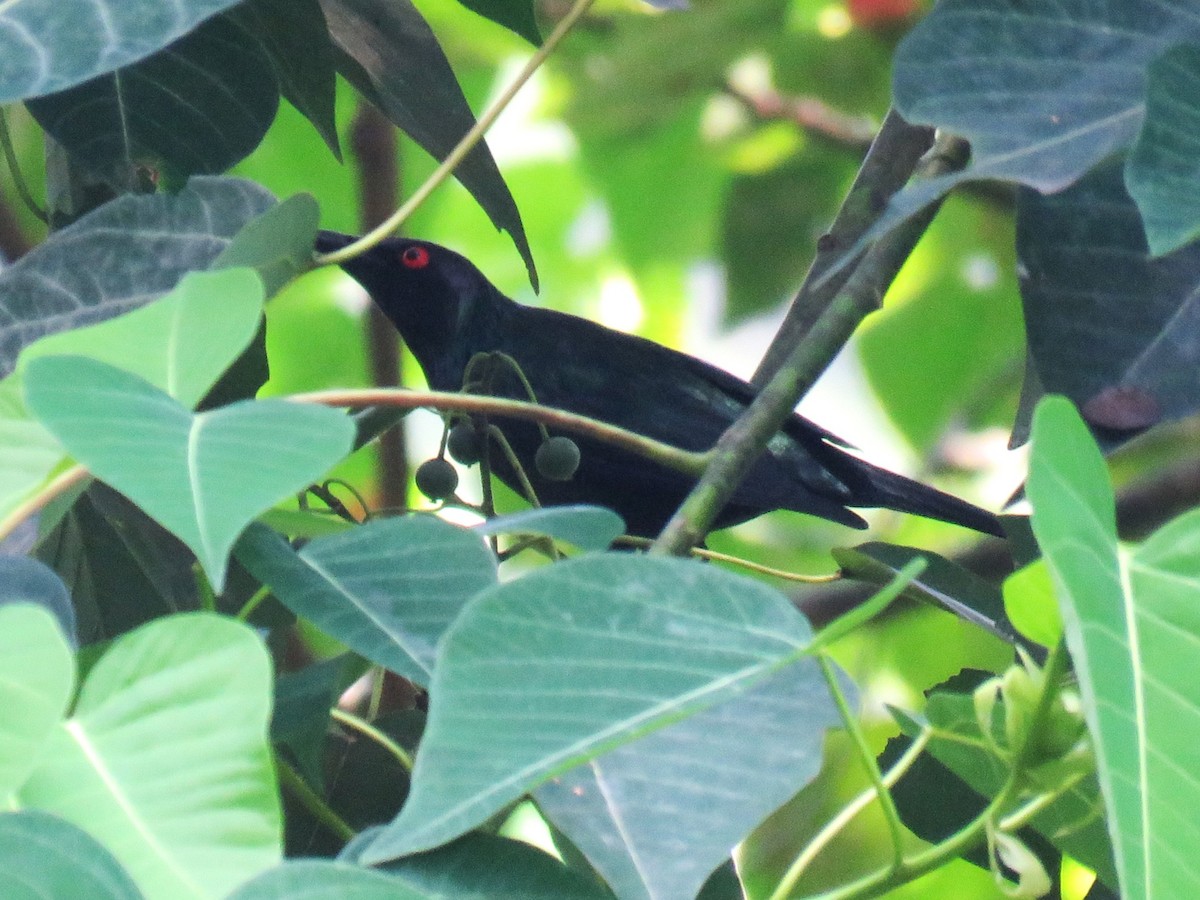 Metallic Starling - ML645437768