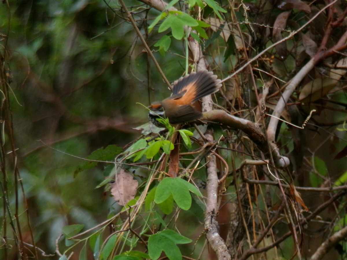 Australian Rufous Fantail - ML645437769