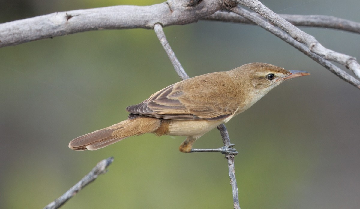 קנית מזרחית - ML645437777