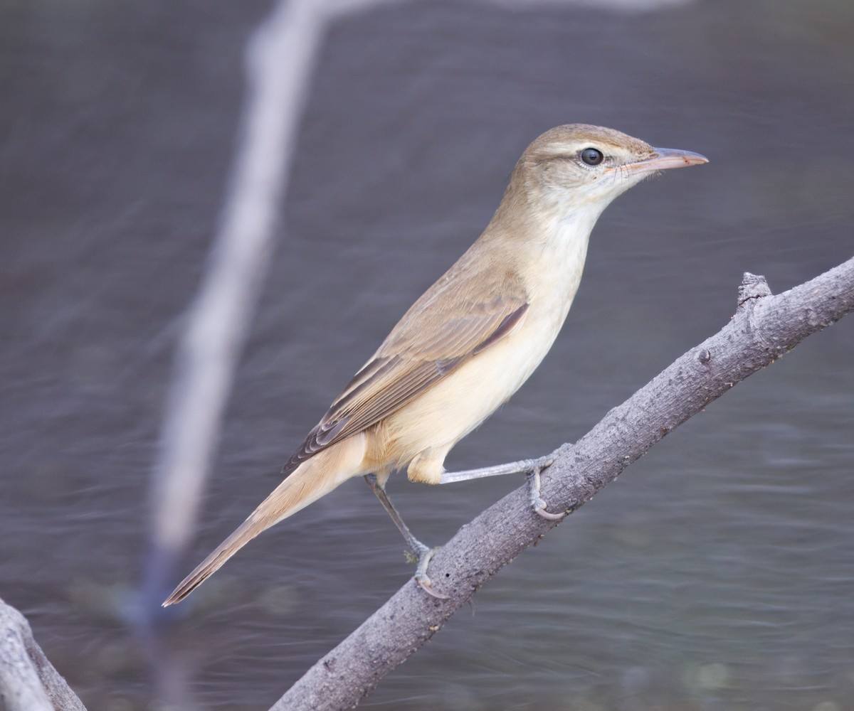 קנית מזרחית - ML645437778